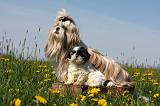 SHIH TZU 297